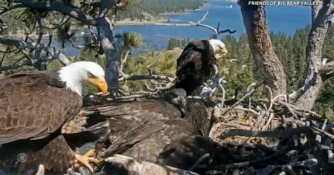 Internet-famous eagle couple's chicks are on the brink of first flight