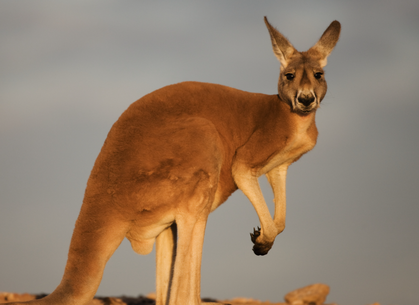 kangaroo