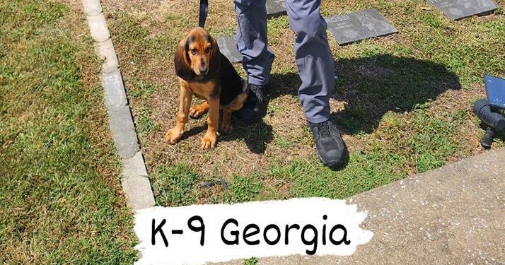Georgia police dog dies after being left in hot patrol car for 
