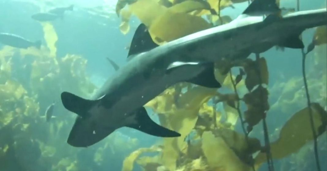 Scientists are trying to change people's minds about sharks